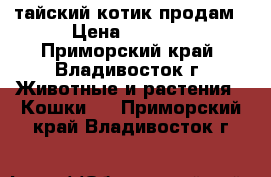 тайский котик продам › Цена ­ 2 500 - Приморский край, Владивосток г. Животные и растения » Кошки   . Приморский край,Владивосток г.